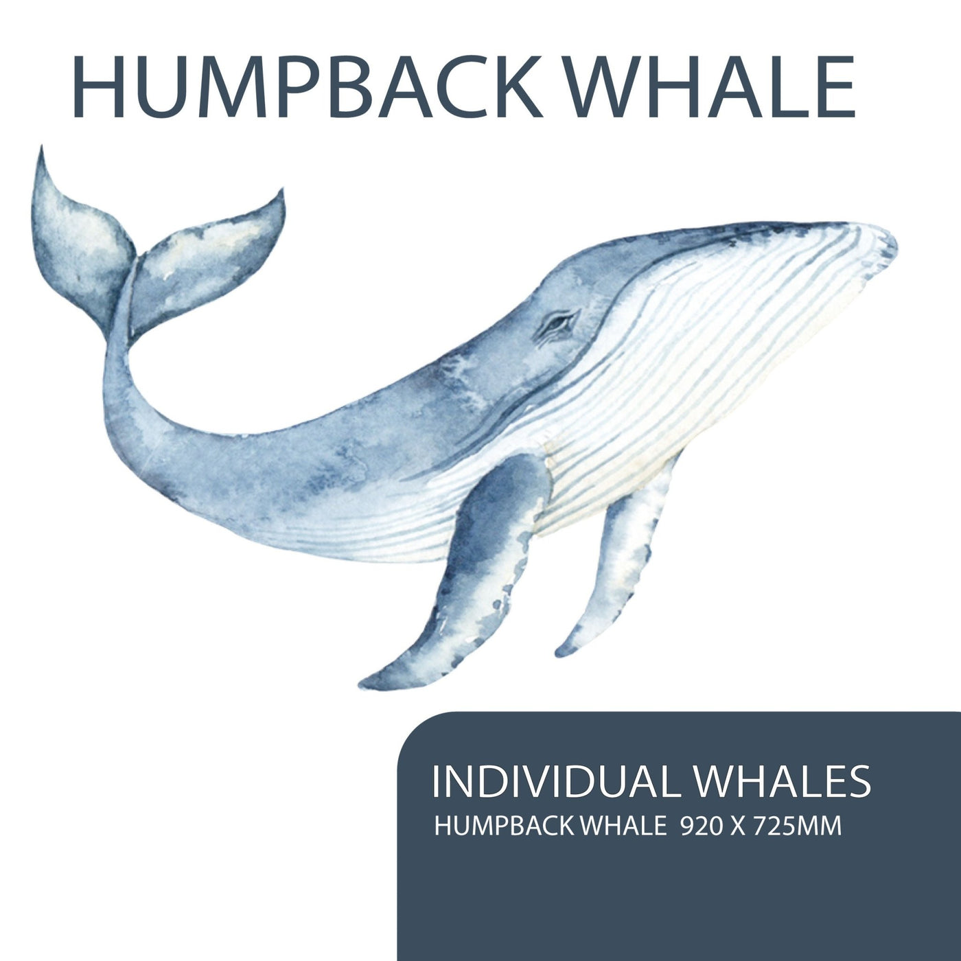Whales and Bubbles Wall Decals - Jack Harry and Ollie